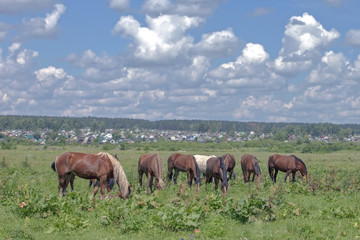 Obraz na płótnie Canvas horses grazing on a green meadow