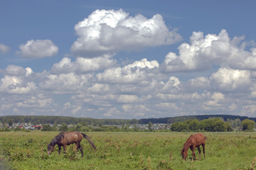 horses grazing on a green meadow