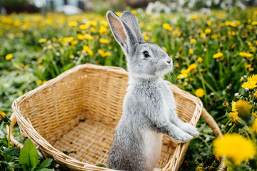 gray rabbit in the garden in the basket