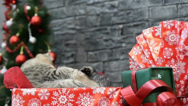 mix of six scenes, beautiful cat and puppy  in holiday spirit surrounded by New Year's decoration