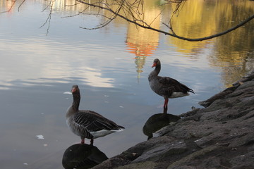 Ducks and water reflection in spring