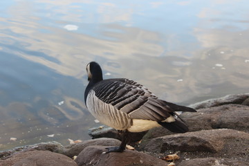 Canadian goose sitting by the water