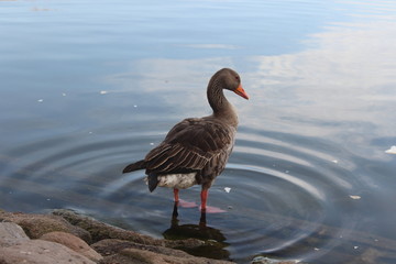Fototapeta premium Close duck near water