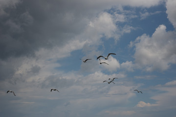 Seagulls
