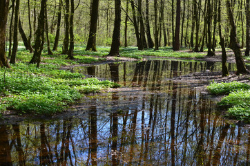 Fototapeta na wymiar Lake in spring forest