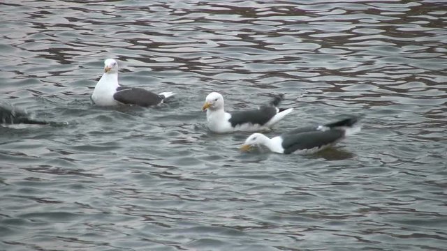 Mixed flock of mostly lesser black backed gulls and with some herring gulls bathing before settling for the night. They float on the water, dip their heads and shake their wings. Gloucester docks, UK.