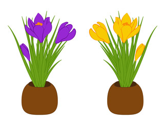 Fototapeta na wymiar Set of three yellow and purple crocus in brown pots isolated on white background. Bouquet with crocus. Vector illustration