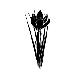 Hand drawn crocus flowers. Elegant vintage card. Black crocus with white stroke. Vector illustration.