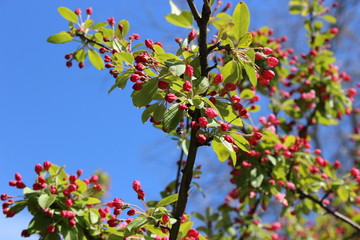 Blooming tree and blue sky