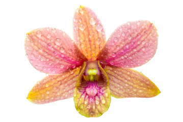 Fototapeta na wymiar Yellow and pink orchid flower with water drop isolated on white background