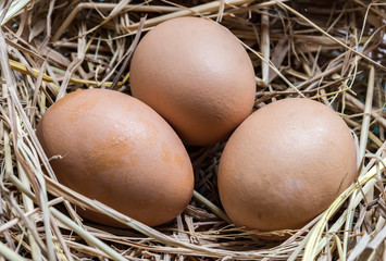 Eggs on straw