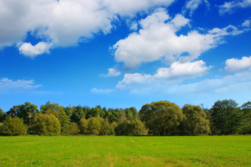 Spring trees and blue sky .