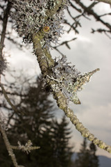 Detail of lichens on the tree.