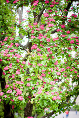 Pink flowering crabapple tree