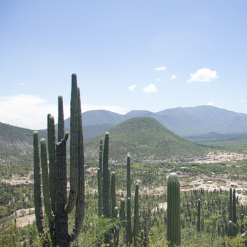 Reserva de la Biosfera, Tehuacan.
