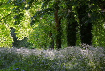 Fleurs des druides