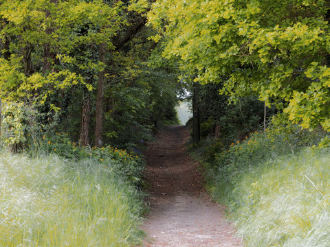 Chemin forestier