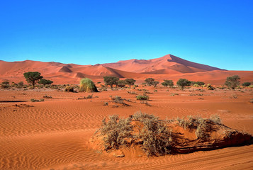 Fototapeta na wymiar Bäume und rote Sanddünen von Sossusvlei in Namibia