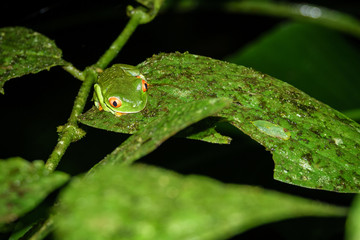 Red-eyed Tree Frog, Agalychnis callidryas by night in Costa Rica