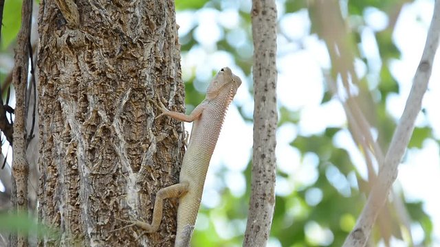 chameleon climbing on tree waiting for hunt insect