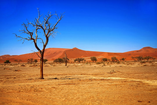 Einzelner abgestorbener Baum mit roten Sanddünen im Hintergrund