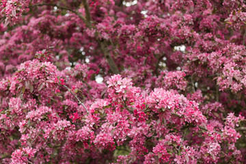 Obraz premium Apple tree blossoms magnificently pink and white. It`s a concept and a symbol of success, happiness, blessing and prosperity in everything. 