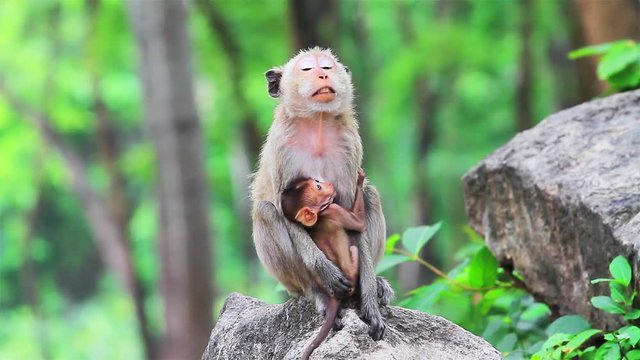  Monkey nursing child