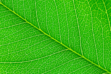 Macro green leaf close-up background. 
