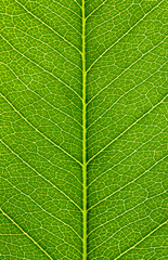 Obraz premium Macro green leaf close-up background. 