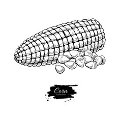 Corn hand drawn vector illustration. Isolated Vegetable engraved style object. Detailed vegetarian food