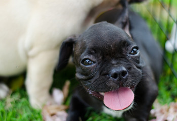 Baby French bulldog puppy. Dog on the grass field