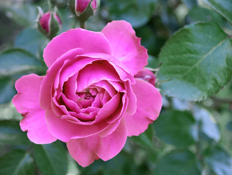 Pink rose on tree in garden