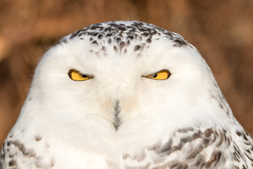 Snowy Owl Portrait