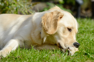 dog golden retriever lying on meadow and  nibbling paws