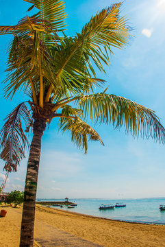 Benoa sand beach view, palm tree. Bali,Indonesia