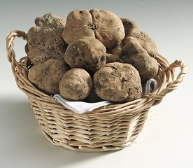 Tartufi Bianchi Cesto