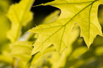 Leaf