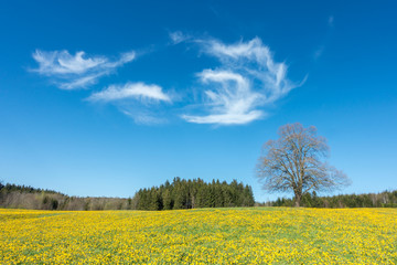 Tree on yellow flower meadow, blue sky and white clouds