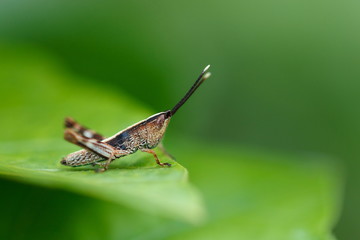 Grasshopper,insect.