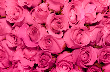 Beautiful rose background with water drops on petals.