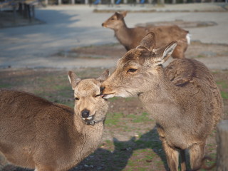 鹿の親子