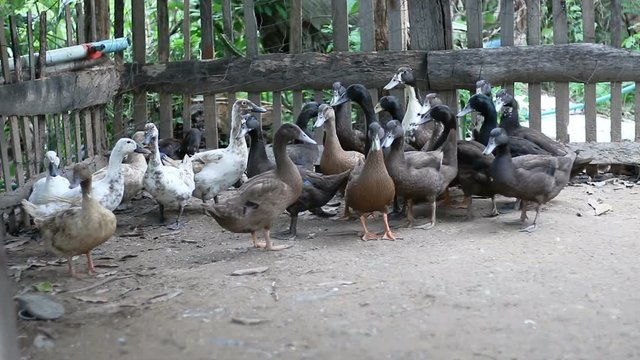 Kakhi and white duck in the nuture countryside 