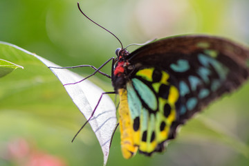 Butterfly on a leaf