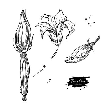 Zucchini flower hand drawn vector illustration set. Isolated Veg
