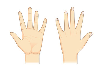 Hand in front and back side on isolated. Illustration about Human body part.