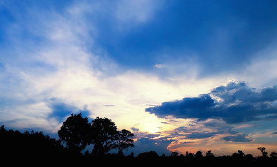 Silhouette of tree with sky in evening