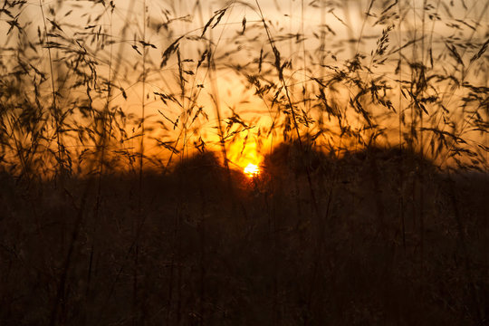  Puesta de Sol entre Hierbas Silvestres