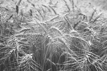 wheat in the field close up