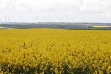 Rapsfeld imm Frühling