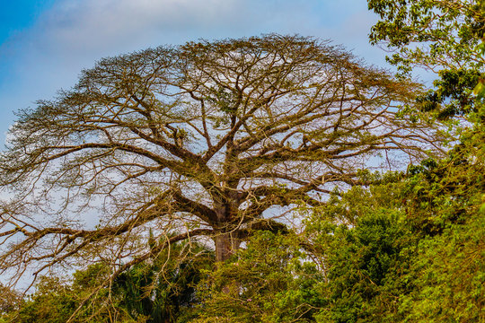 Los Chiles, Costa Rica - April 4, 2017: Enterolobium cyclocarpum, commonly known as guanacaste, caro caro, or elephant-ear tree.  It is the national tree of Costa Rica.